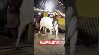 BIGGEST HARYANA OF 2024 FROM MEDLIN CATTLE FARM trending shorts subscribe viral foryou fyp [upl. by Dnartreb]