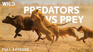 NAMIBIA  Survival Journey Against Relentless Predators  Animal Documentaries [upl. by Orsay192]