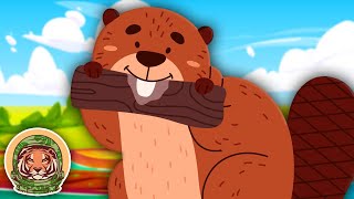 Meet The Beaver  Animal Songs For Kids  KLT WILD [upl. by Letitia]