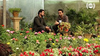 Introduction of Solenostemon flowers by a florist in Karte Parwan  معرفی گل حُسن یوسف در یک گلفروشی [upl. by Karub347]