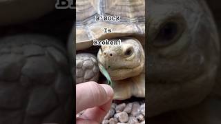 BRock is broken He doesn’t like aloe sulcata tortoise adventure pets wander bigfamily [upl. by Lehman]