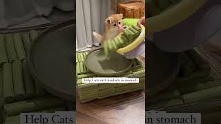 Grass sticks for your cat shorts cat kitten cute [upl. by Nyrual]