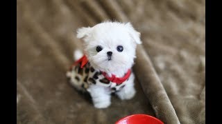 MUST WATCH LOOK HOW CUTE THIS MALTESE IS Teacup Puppy [upl. by Leaj]