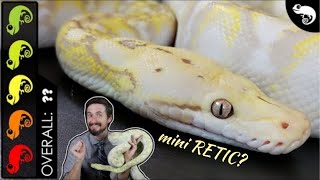 Super Dwarf Reticulated Python The Best Pet Snake [upl. by Liris]