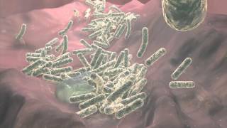 Clostridium Difficile [upl. by Neroc]