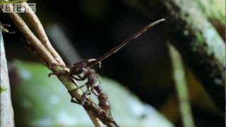 Cordyceps attack of the killer fungi  Planet Earth Attenborough BBC wildlife [upl. by Adnauqal44]