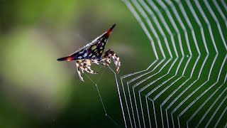 Spider Making A Web Spiny OrbWeaver Spider [upl. by Rudelson]