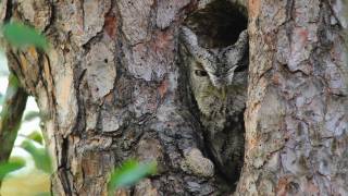 Through the Lens Eastern ScreechOwl Camouflage [upl. by Swift470]