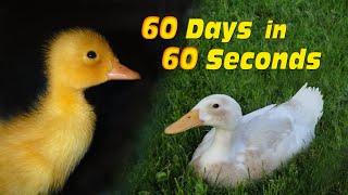 Duckling to Duck in 60 Seconds [upl. by Hu]