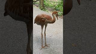 Synchronized walking with funny replay sandhillcranes [upl. by Noskcire257]