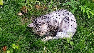 Cat Was Infested With Maggots Almost Dying Crying Weakly Every Time He Met Passersby [upl. by Hpseoj]