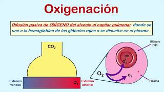 Formas para medir la oxigenación Parte 1 FiO2 PaO2 y SO2 [upl. by Lladnek]