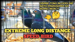 SHORT DISTANCE TO EXTREME LONG DISTANCE PIGEON BLOODLINES [upl. by Dloraj]