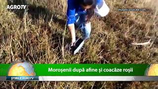 morosenii dupa afine si coacaze rosii 28 06 2018 [upl. by Temirf]