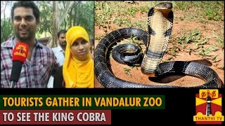 Tourists gather in Vandalur Zoo to see King Cobra  Thanthi TV [upl. by Nalad]