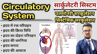 Circulatory System in hindi  Blood Circulation  Pulmonary Circulation  Systemic Circulation [upl. by Annaes]