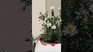 园艺篇No1 一棵就能点亮整个春天的澳洲本土花卉—— Paper Daisy” [upl. by Yffat204]