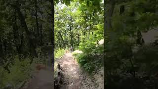 ebike haibike mtb rider bikelife trail fpvdrone [upl. by Epuladaug]