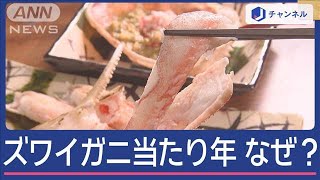 ズワイガニの季節到来 今年は「当たり年」の理由は“10年前”に【スーパーJチャンネル】2024年11月13日 [upl. by Aicenek]