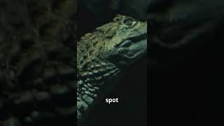 Saltwater Crocodile The Ocean’s Stealthiest Ambush Predator [upl. by Idnym]