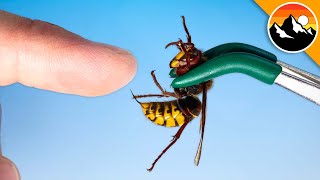 STUNG by a Giant European Hornet [upl. by Nnylsor]