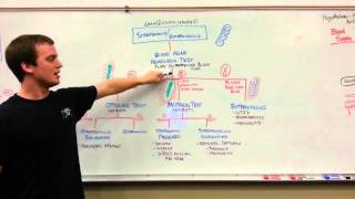 Hemolysis to differentiate staphylococcus from enterococcus [upl. by Cayser]