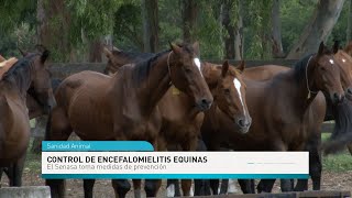 Control de las encefalomielitis equinas Senasa evita la dispersión del virus [upl. by Antonina]