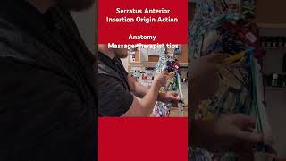 Serratus Anterior muscle origin insertion action Anatomy MassageTherapy serratusanteriorquot [upl. by Bina]