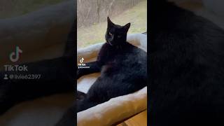 Meet the gals catsofyoutube [upl. by Atisusej]