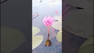 এই ফুলের নাম কি flowers amazing agriculture [upl. by Adivad]