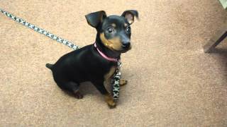 10 week old Miniature Pinscher doing tricks [upl. by Umeko]