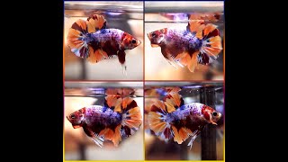 Betta Fish Fancy DRAGON NEMO BLUE MARBLE KOI Halfmoon Plakat HMPK Male P208 [upl. by Lemaj]