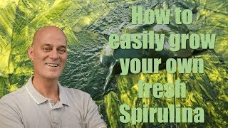 How to easily grow you own fresh Spirulina [upl. by Ajiram]