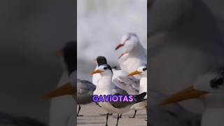 Datos curiosos de las gaviotas animals animales wildlife shorts short animal [upl. by Retlaw]