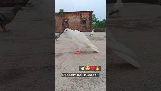 High Flyer Kabutar Attitude 🕊️🥵attitudeshayari pigeonlover shorts ytshorts trending video [upl. by Leuneb106]