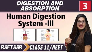 Digestion and Absorption 03  Human Digestion system  III  Class 11NEET [upl. by Leahciam]