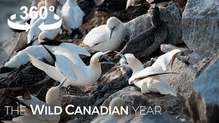 Thousands of Gannets Return to This Rock Ledge in Newfoundland 360 Video  Wild Canadian Year [upl. by Randy]