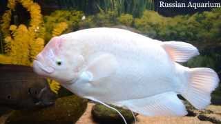 Giant gourami Osphronemus goramy Гурами настоящий [upl. by Batchelor]