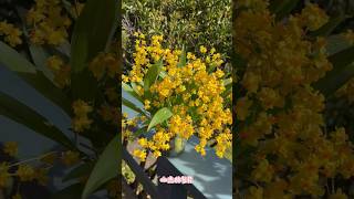 金色迷你文心兰！Oncidium Twinkle ‘ChainTzy Golden’ 兰花 orchids 文心兰 [upl. by Fahy]