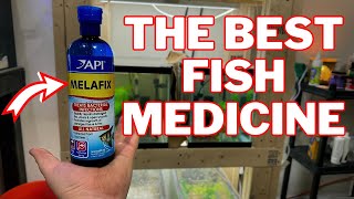 API Melafix Review  The Best Medicine For Your Fish [upl. by Runck]