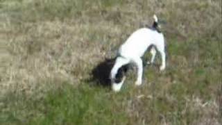 Jack Russell Terrier Chasing a Cat [upl. by Fries8]