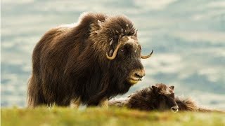 muskox Ovibos moschatus  Top 55 muskox animal in the world55 [upl. by Sedruol]