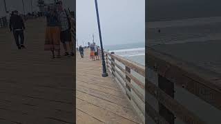 piper oceansidepier yorkie walk summerlynboss beach thestrand [upl. by Richmal958]