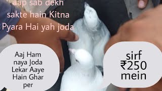 sirf 250 rupaye Ka Joda hai [upl. by Rosol]