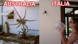 5 BUONI MOTIVI per non andare in AUSTRALIA [upl. by Airom]