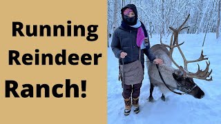 Running Reindeer Ranch in Fairbanks Alaska [upl. by Codd]