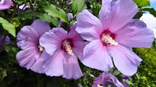 HIBISKUS  RÓŻA CHIŃSKA [upl. by Enida]