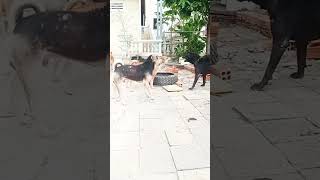 Dogs Fighting dog straydoglove doglover animals shortvideo [upl. by Nigem]