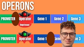 Operons and Gene Regulation Explained For Beginners [upl. by Maia595]