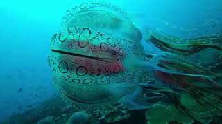 The Chirodectes an incredibly rare genus of box jellyfish seen just twice [upl. by Ettolrahc190]